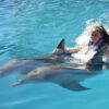 Dolphin-Royal-Swim-Puerto-Vallarta-Tours-004