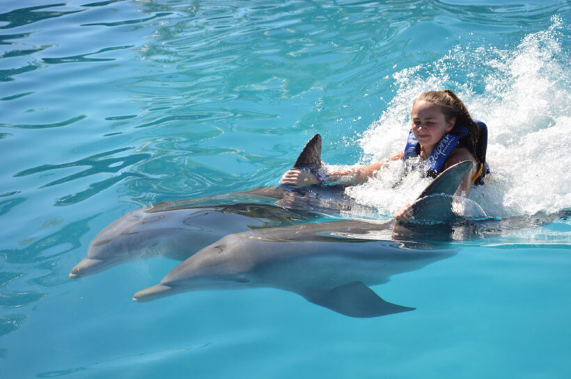 Dolphin-Royal-Swim-Puerto-Vallarta-Tours-004